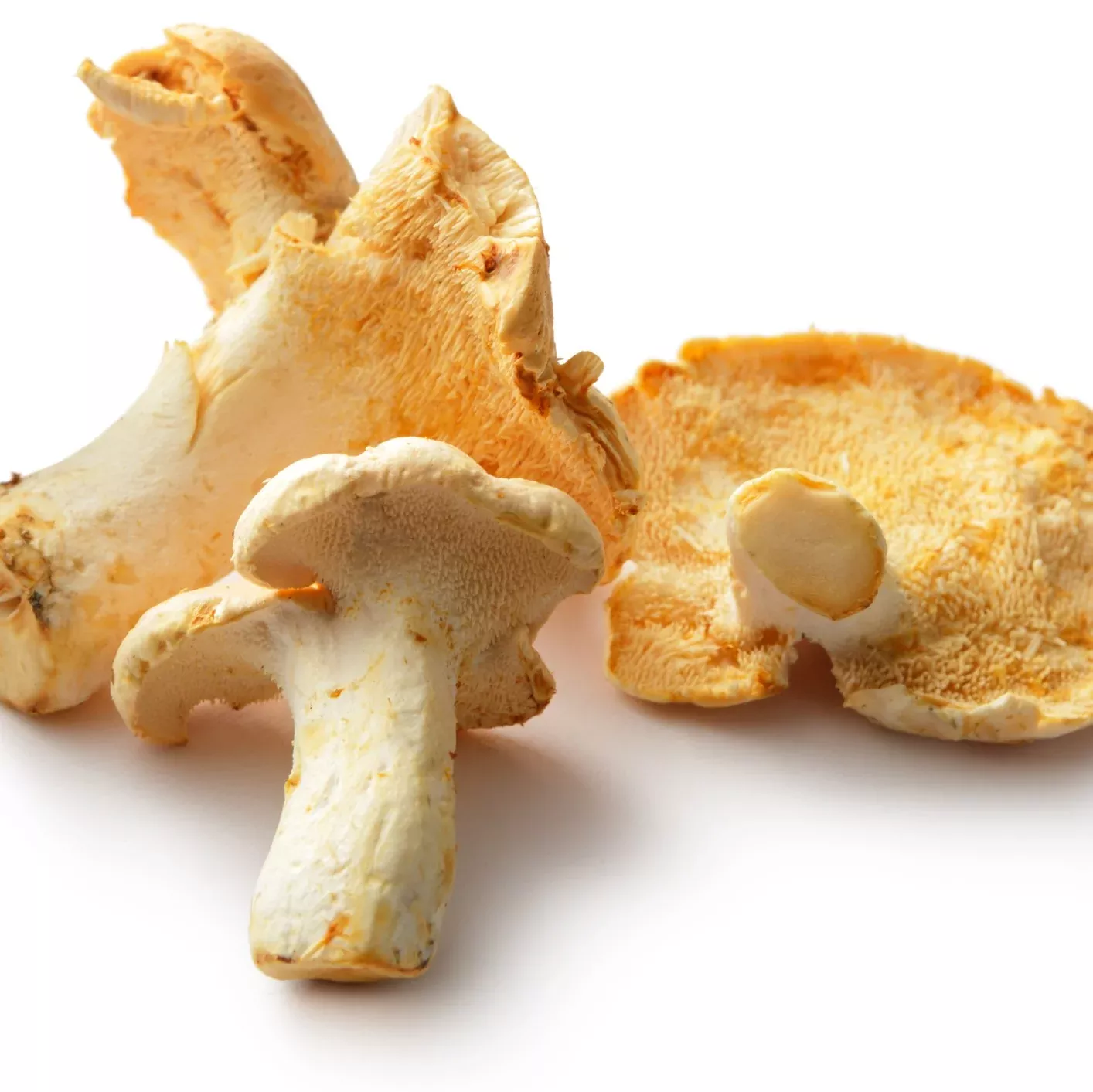 ***FRESH Wild Hedgehog Mushrooms