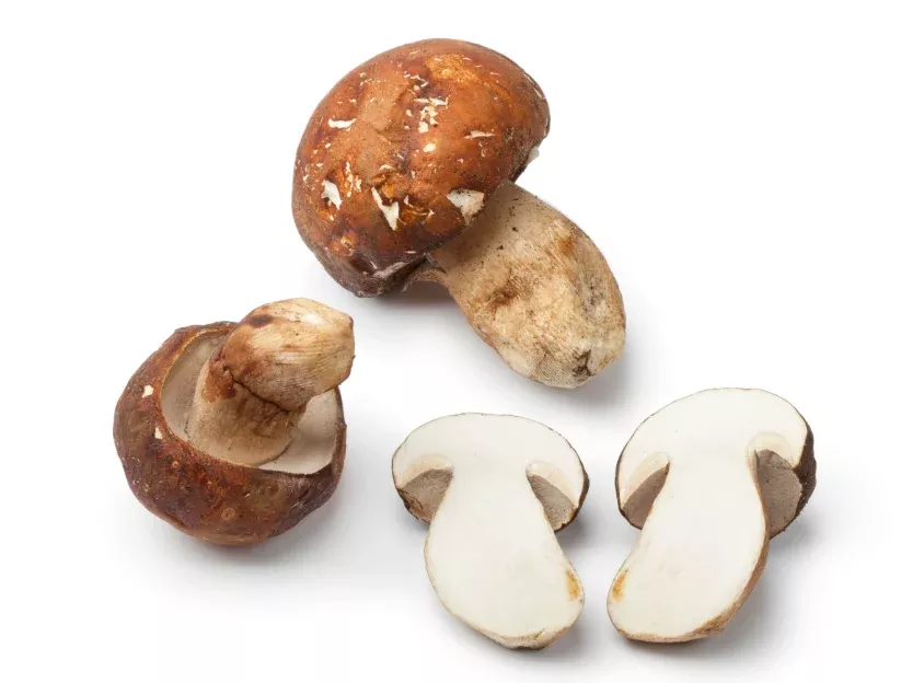 ***FRESH Wild Porcini Mushrooms