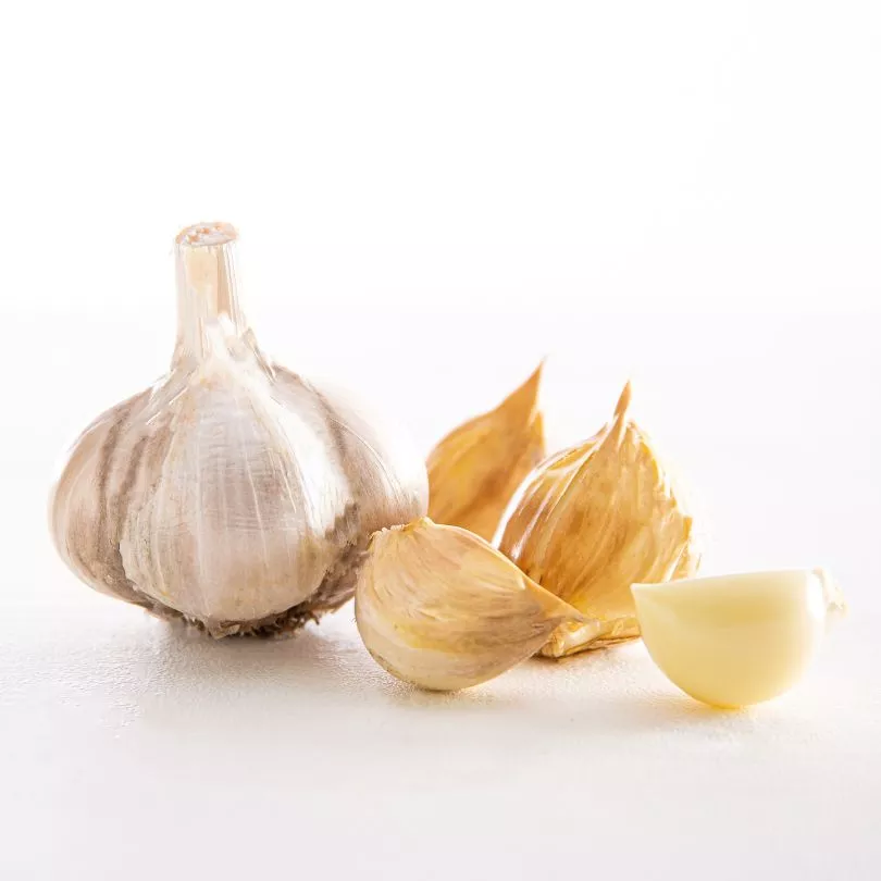 Garlic - Elephant