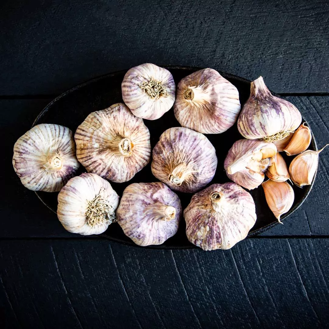 Garlic - NZ Early Purple
