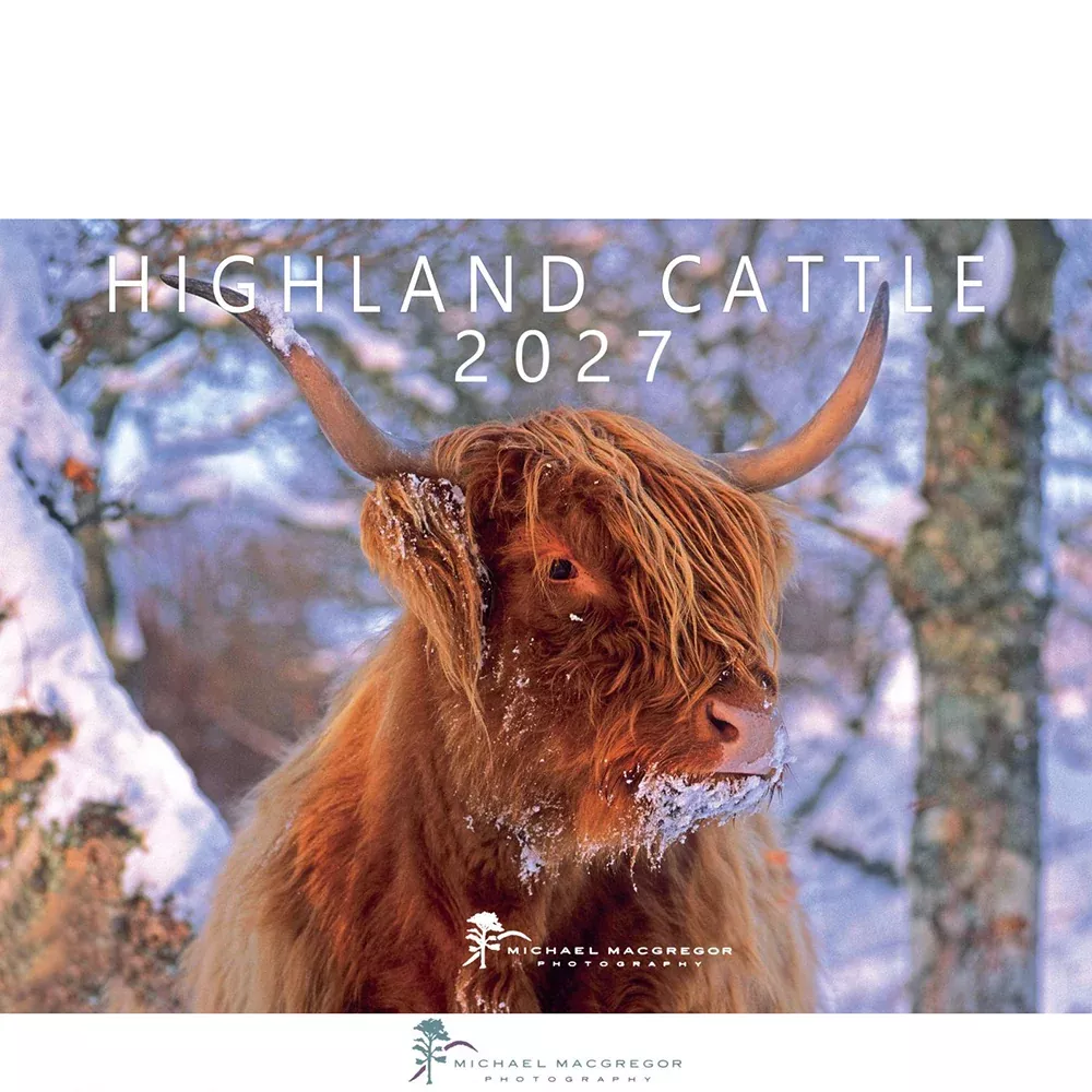 Highland Cattle Calendar 2027